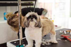 pet grooming at home Hyderabad 