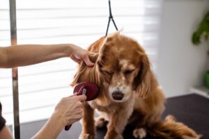 pet grooming at home Hyderabad 